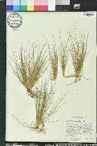 Fimbristylis vahlii image