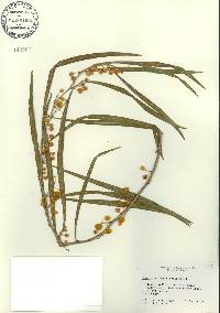 Acacia retinodes image