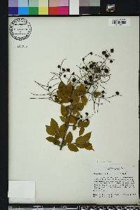 Sageretia minutiflora image