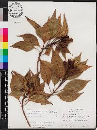 Miconia coccinea image