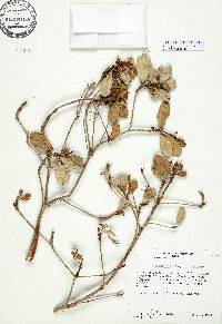 Gesneria haitiensis image