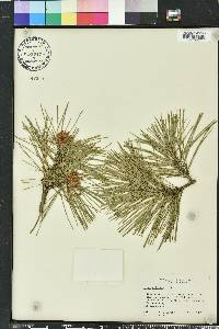 Pinus echinata image