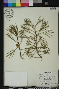 Hakea drupacea image