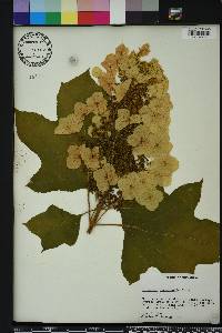 Hydrangea quercifolia image