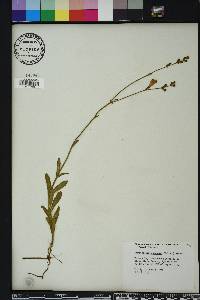 Physostegia purpurea image