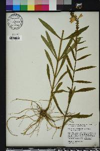 Physostegia virginiana image