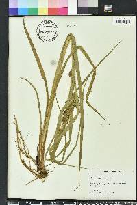 Carex gigantea image