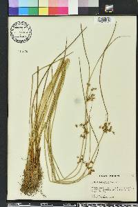 Juncus coriaceus image