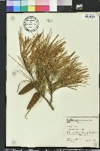 Pinus glabra image