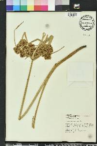 Cyperus pseudovegetus image