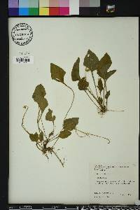 Viola primulifolia image