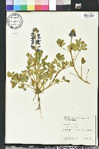 Lupinus texensis image