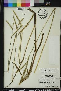 Paspalum floridanum image