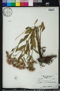 Pluchea longifolia image