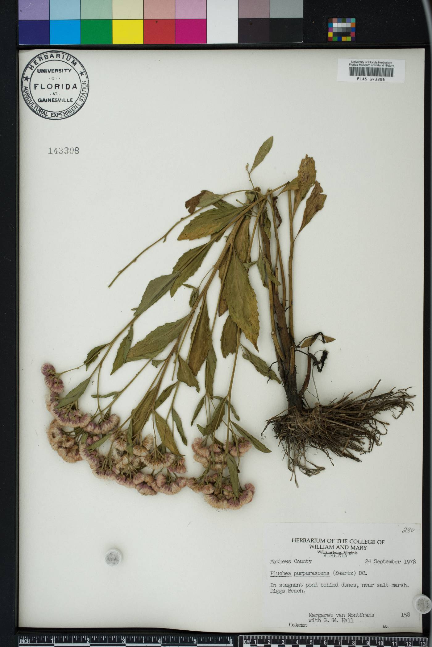 Pluchea longifolia image