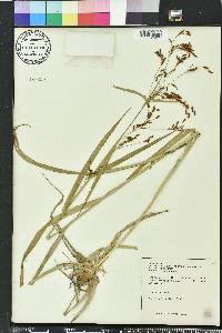 Scirpus divaricatus image