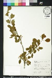 Crataegus viridis image