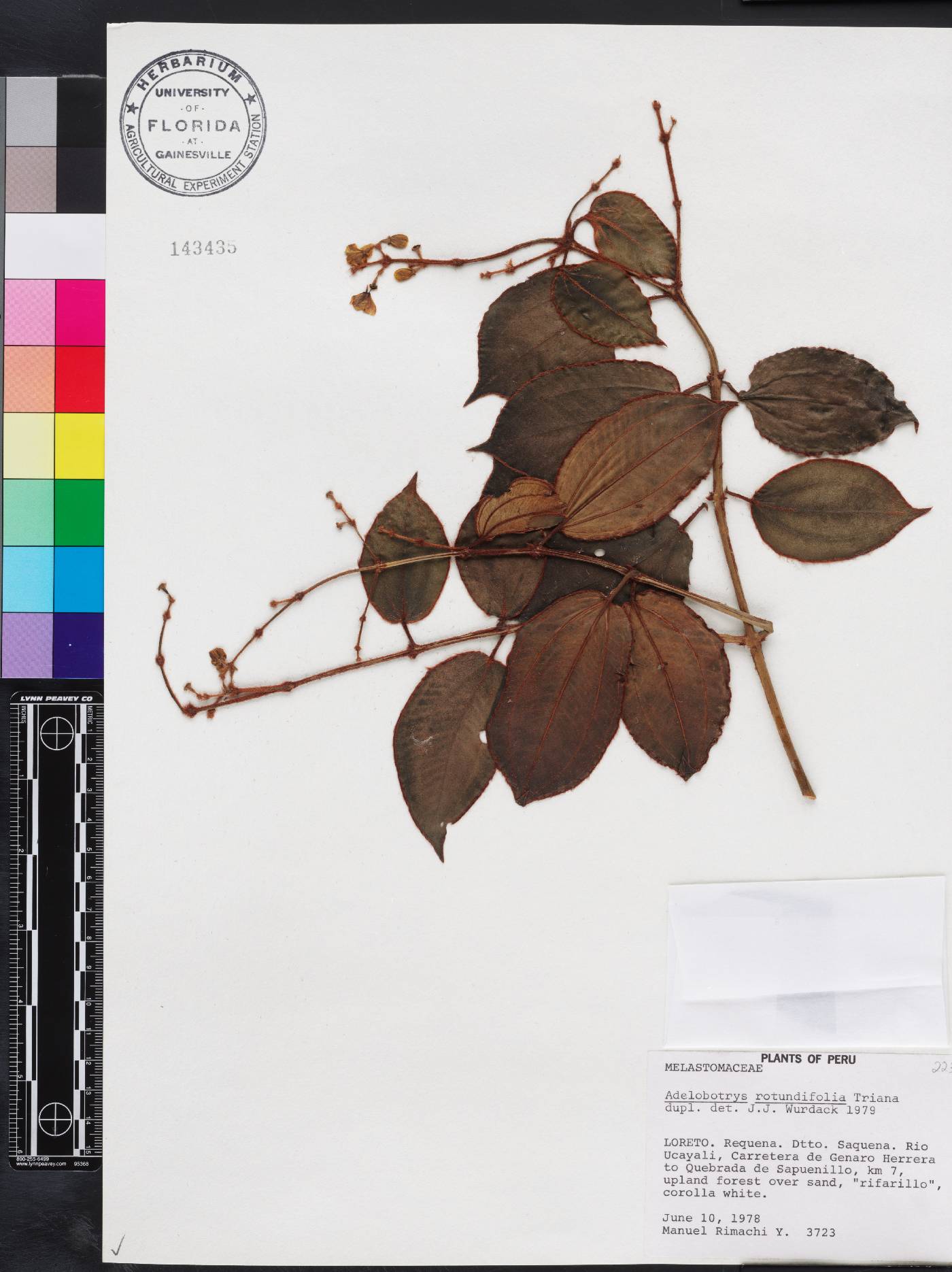 Adelobotrys rotundifolia image