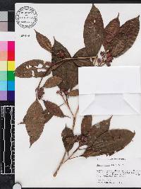 Blakea rosea image