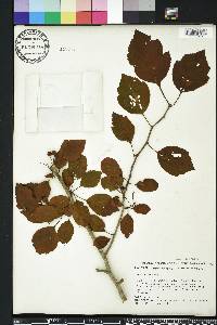 Crataegus viridis image