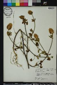 Trifolium vesiculosum image