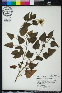 Helianthus debilis image