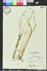 Festuca sciurea image