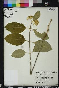 Asclepias perennis image