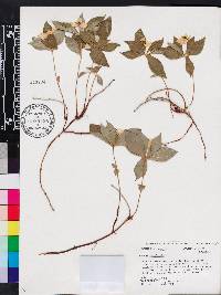 Cornus canadensis image