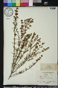 Hypericum galioides image