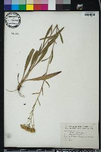 Solidago nitida image