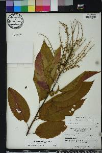 Oxydendrum arboreum image