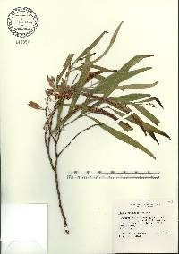 Acacia retinodes image