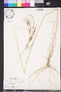 Eragrostis atrovirens image