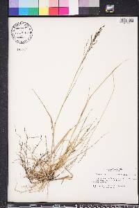 Eragrostis atrovirens image