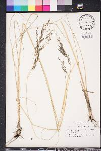 Eragrostis atrovirens image