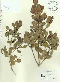 Gyminda latifolia image