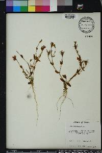 Sabatia arenicola image