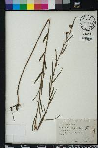 Ludwigia maritima image