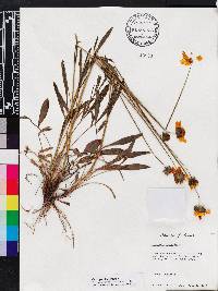 Coreopsis lanceolata image