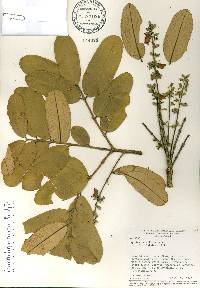 Qualea parviflora image