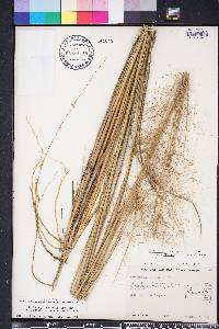 Muhlenbergia capillaris image