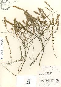 Stachydeoma graveolens image