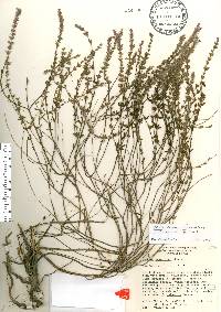 Stachydeoma graveolens image