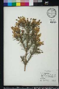 Melaleuca linariifolia image