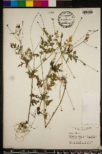 Bidens bipinnata image