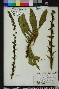 Verbascum virgatum image