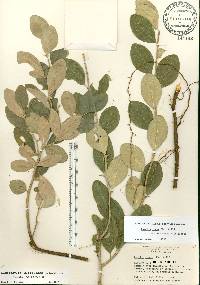 Sideroxylon alachuense image