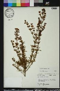 Hypericum galioides image