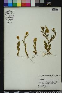 Polygala lutea image